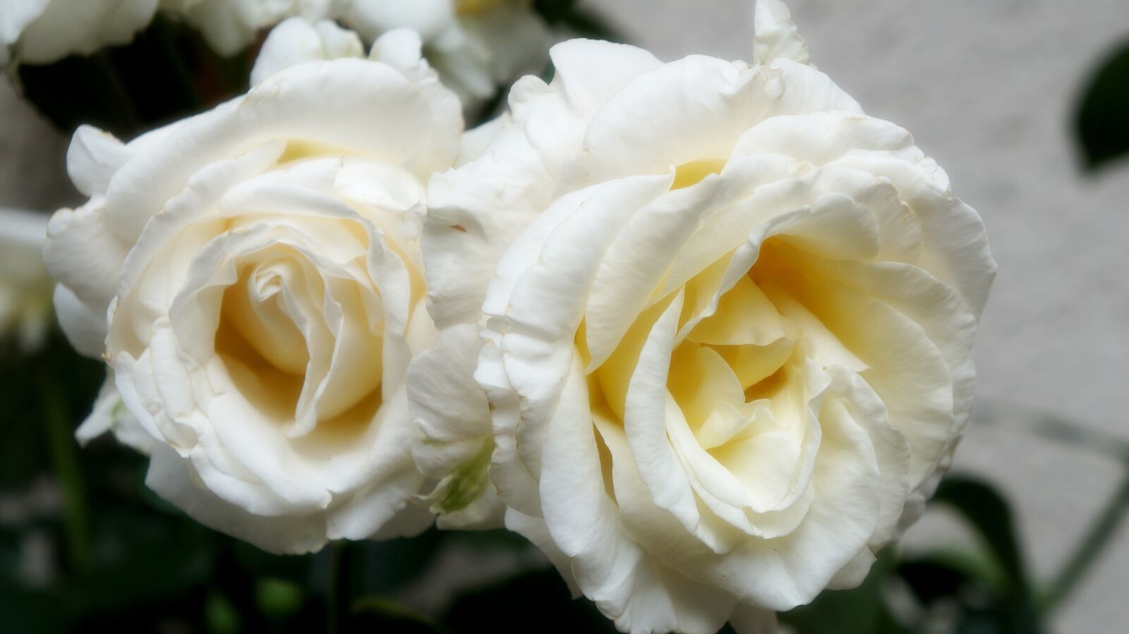Sony Alpha a3000 sample photo. Nature, plants, flowers photography