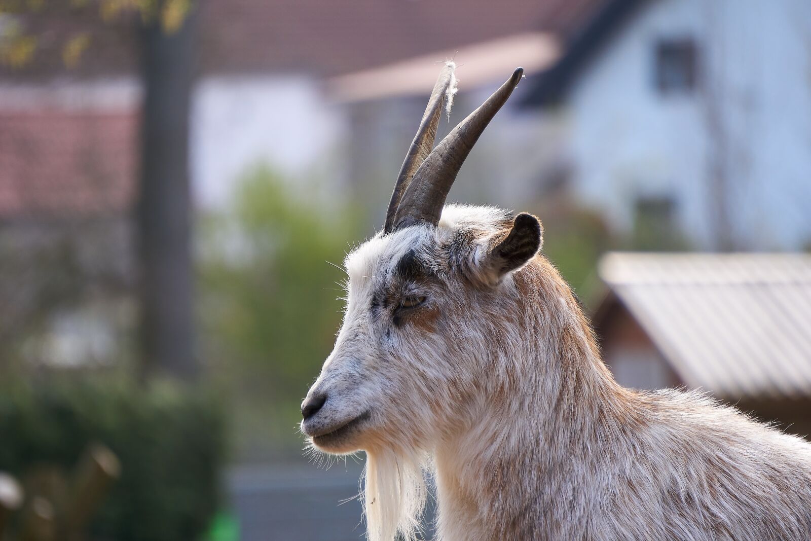 Sony E 55-210mm F4.5-6.3 OSS sample photo. Goat, goats, zoo photography