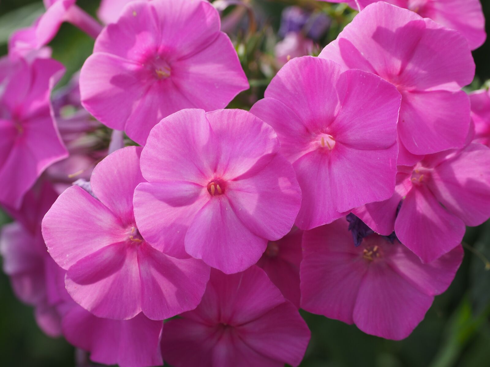 Olympus OM-D E-M1 + Olympus M.Zuiko Digital ED 12-40mm F2.8 Pro sample photo. Phlox, lock-up herb plants photography