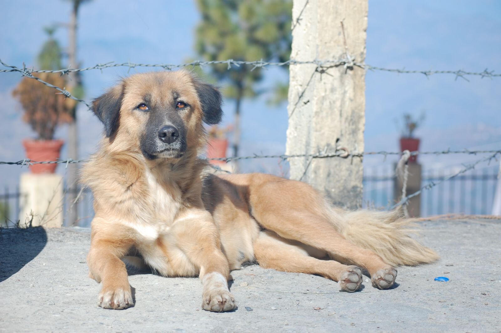 Nikon D40 sample photo. Dog, animal, dog sitting photography