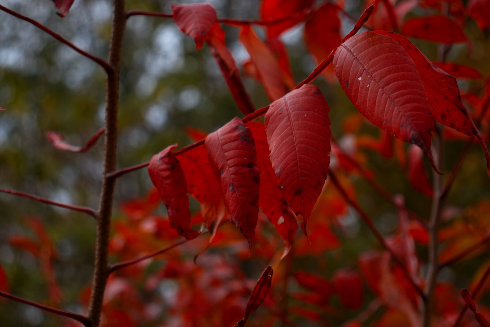 Canon EOS 200D (EOS Rebel SL2 / EOS Kiss X9) sample photo. Leaf, leaves, fall photography