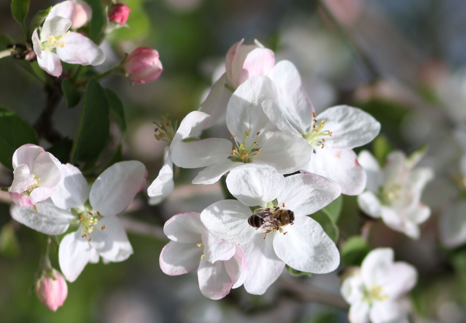 Canon EOS 700D (EOS Rebel T5i / EOS Kiss X7i) + Canon EF 85mm F1.8 USM sample photo. Flowers, white, tree photography