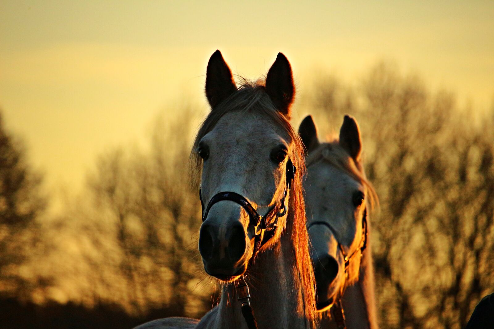 Canon EOS 100D (EOS Rebel SL1 / EOS Kiss X7) sample photo. Horse, thoroughbred arabian, mold photography