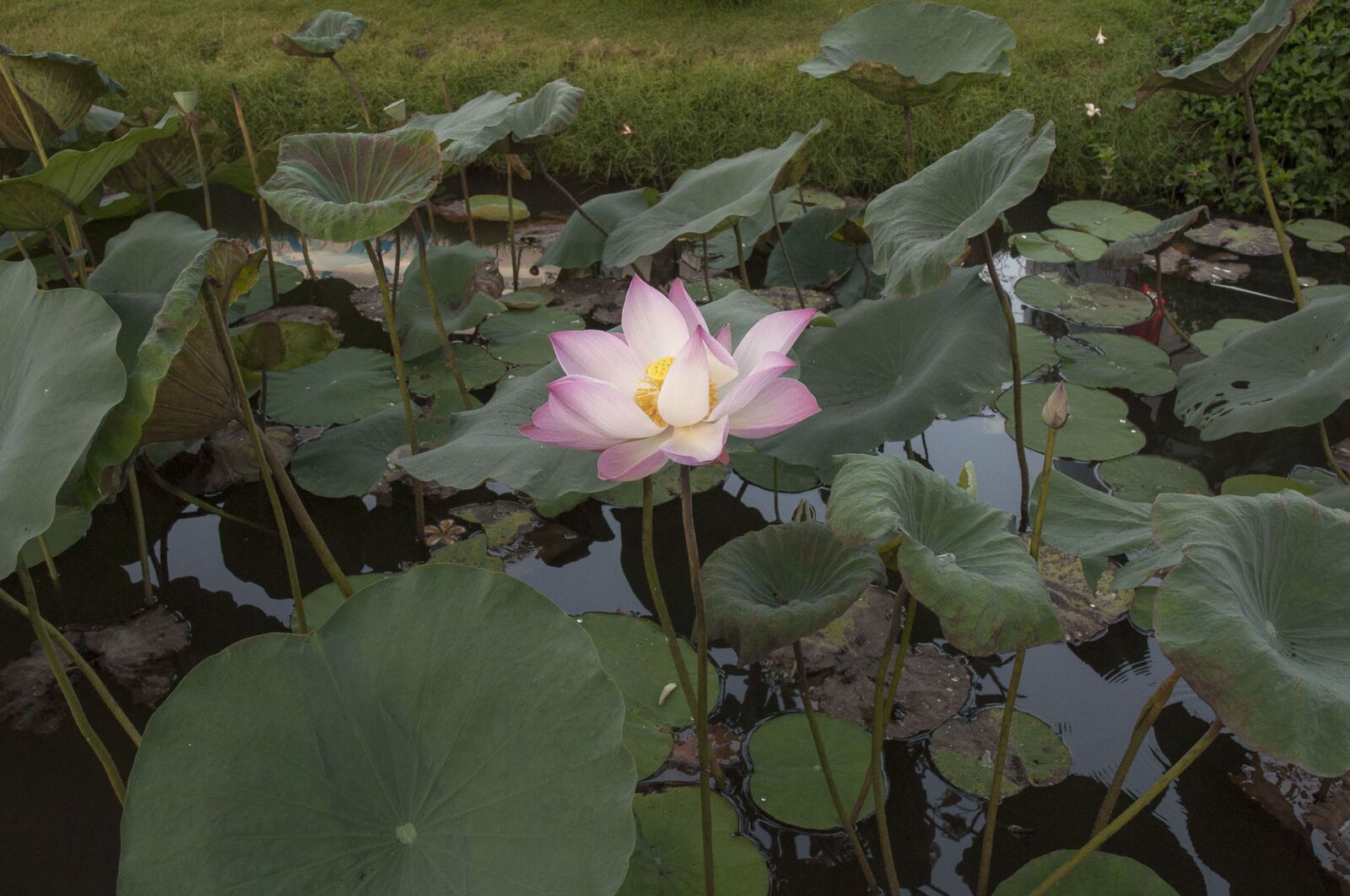 Nikon D90 sample photo. Lotus, flower, nature photography