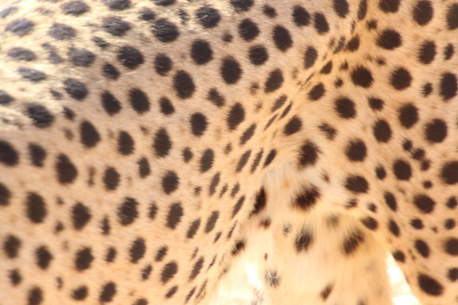 Canon EOS 7D Mark II sample photo