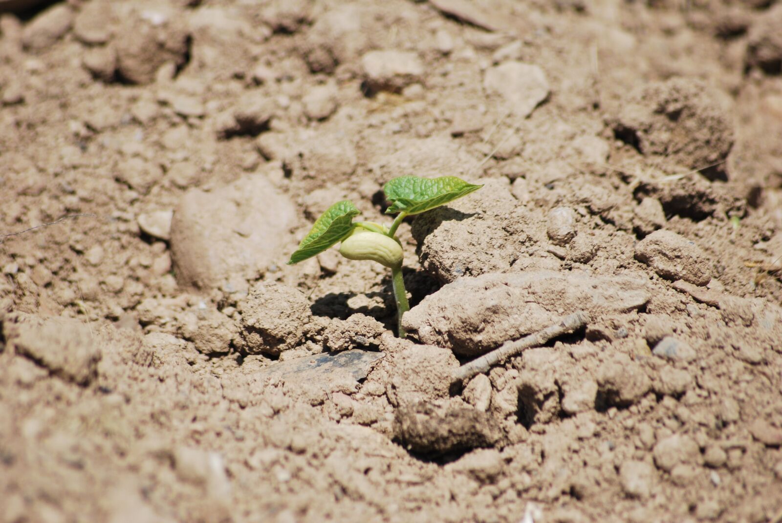 Nikon D60 sample photo. Outbreak, green, plant photography