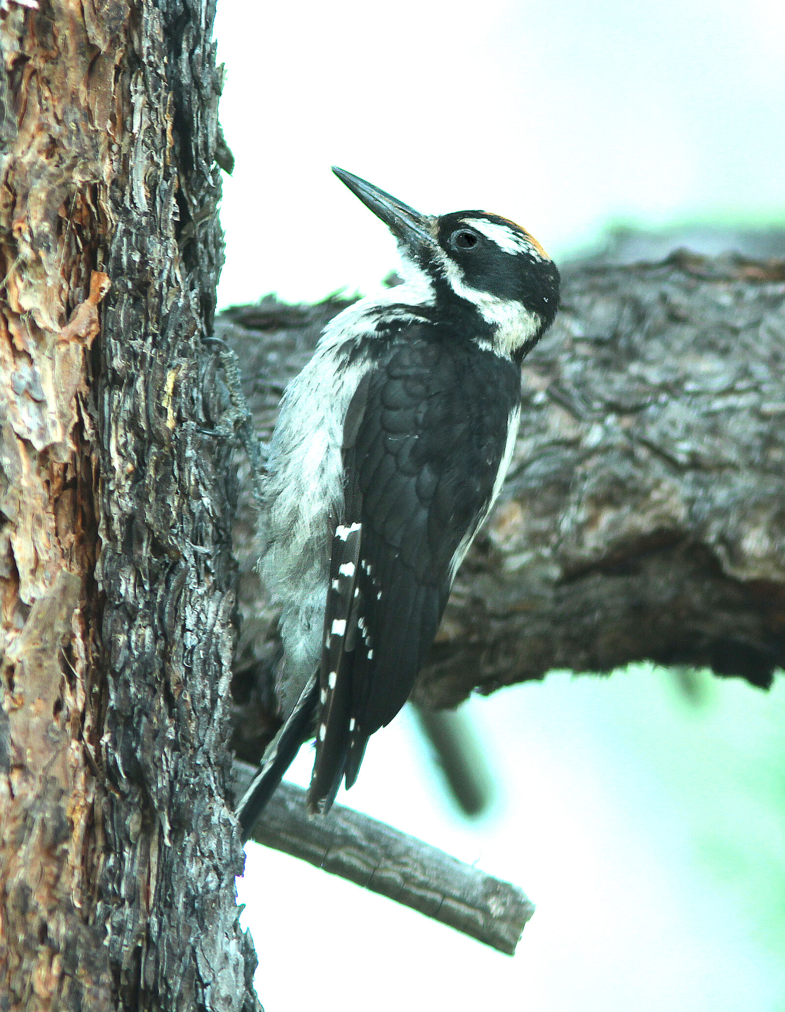 Canon EF 300mm F4L IS USM sample photo