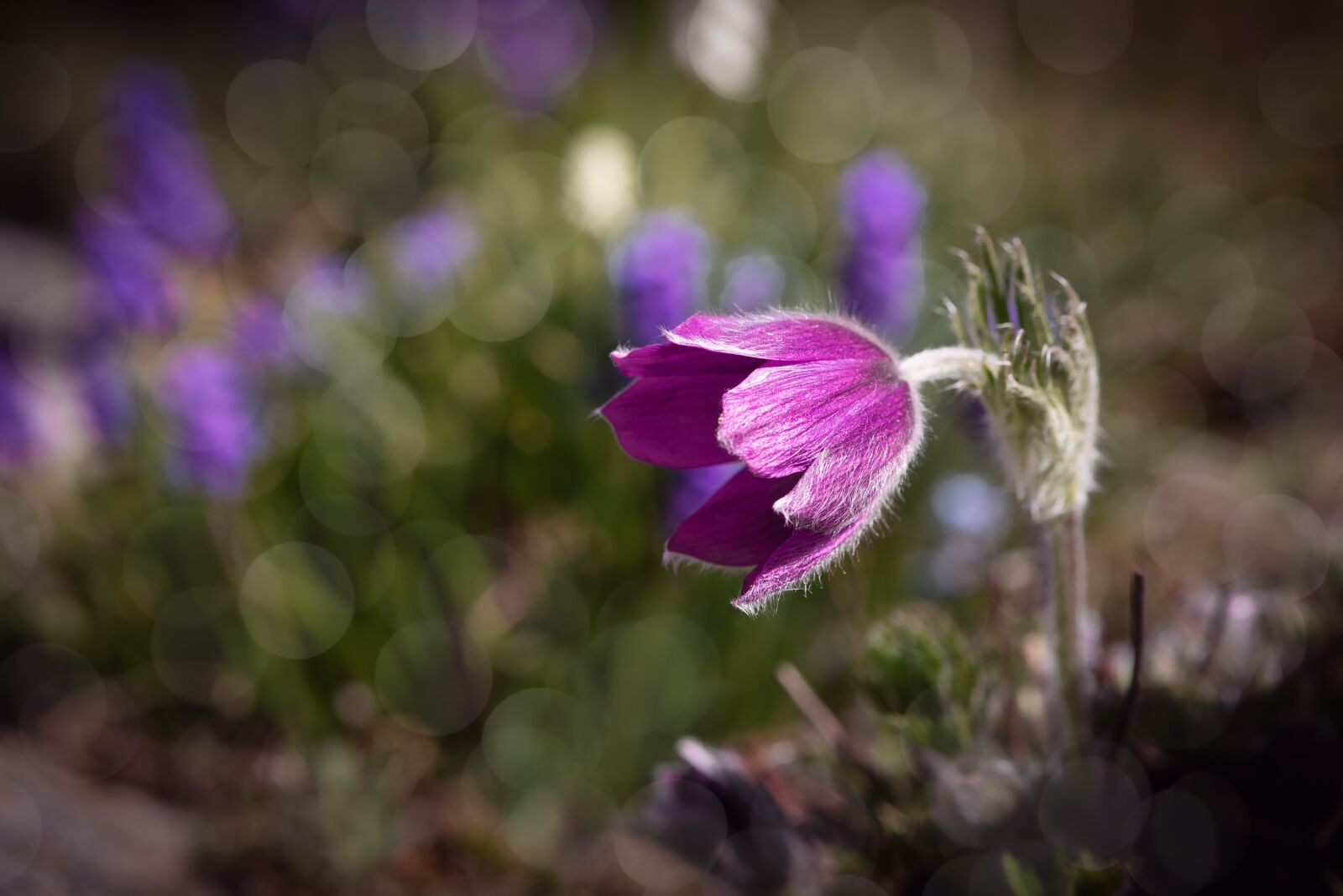 Nikon D750 sample photo. Anemone, flower, blossom photography