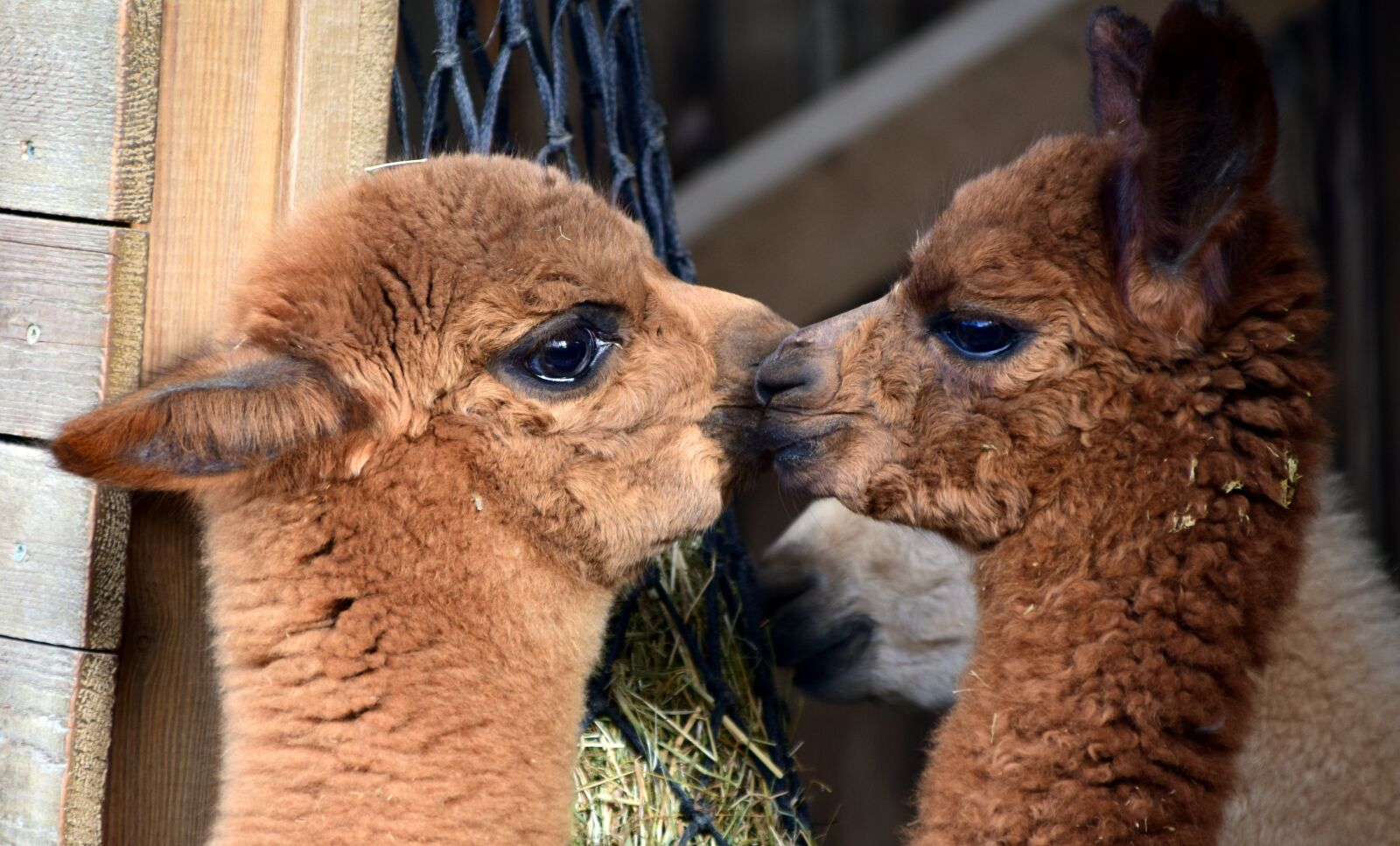 Nikon D3300 sample photo. Alpaca, animal, wool photography