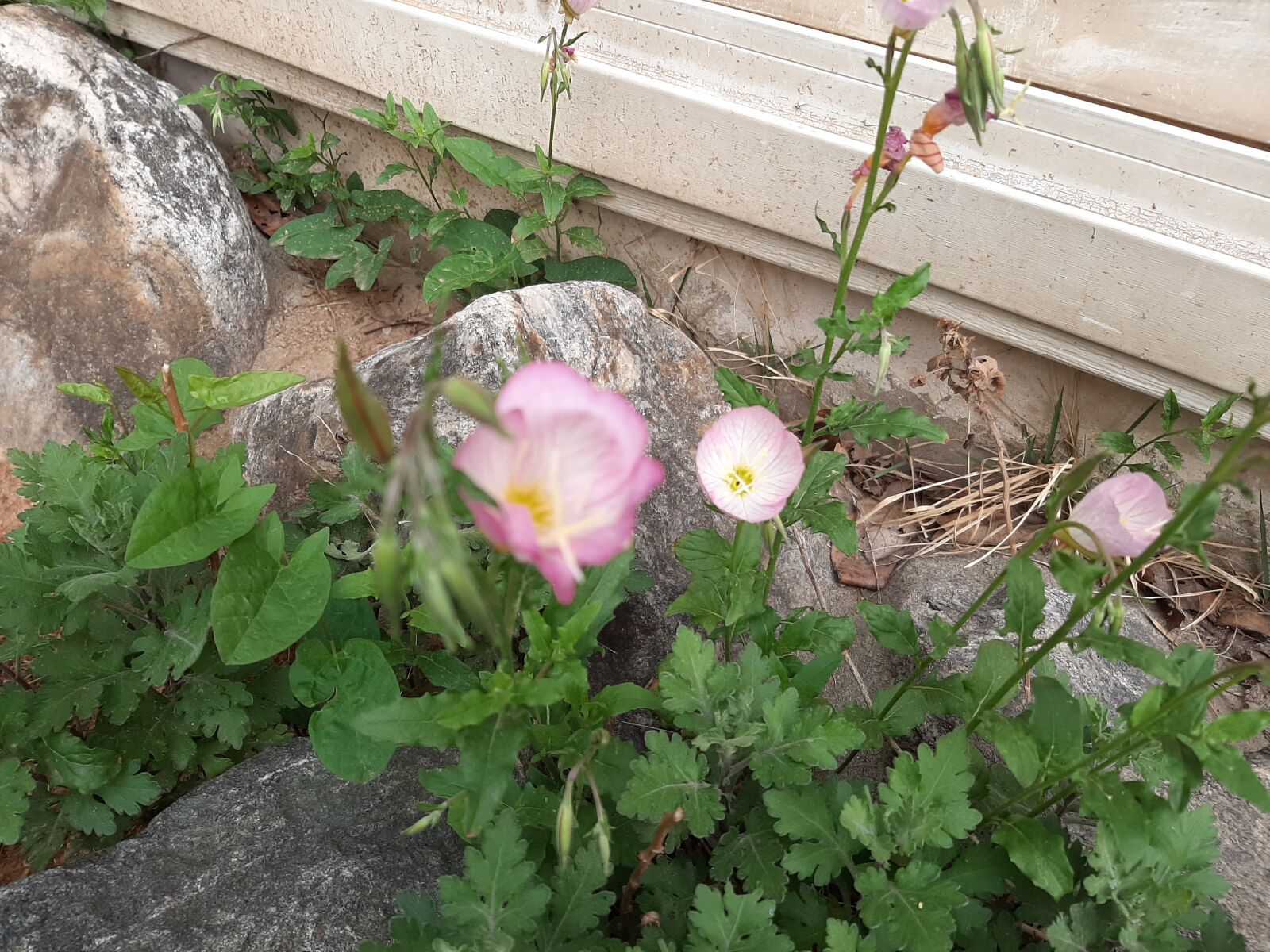Samsung Galaxy A50 sample photo. Flower flower, pink flower photography