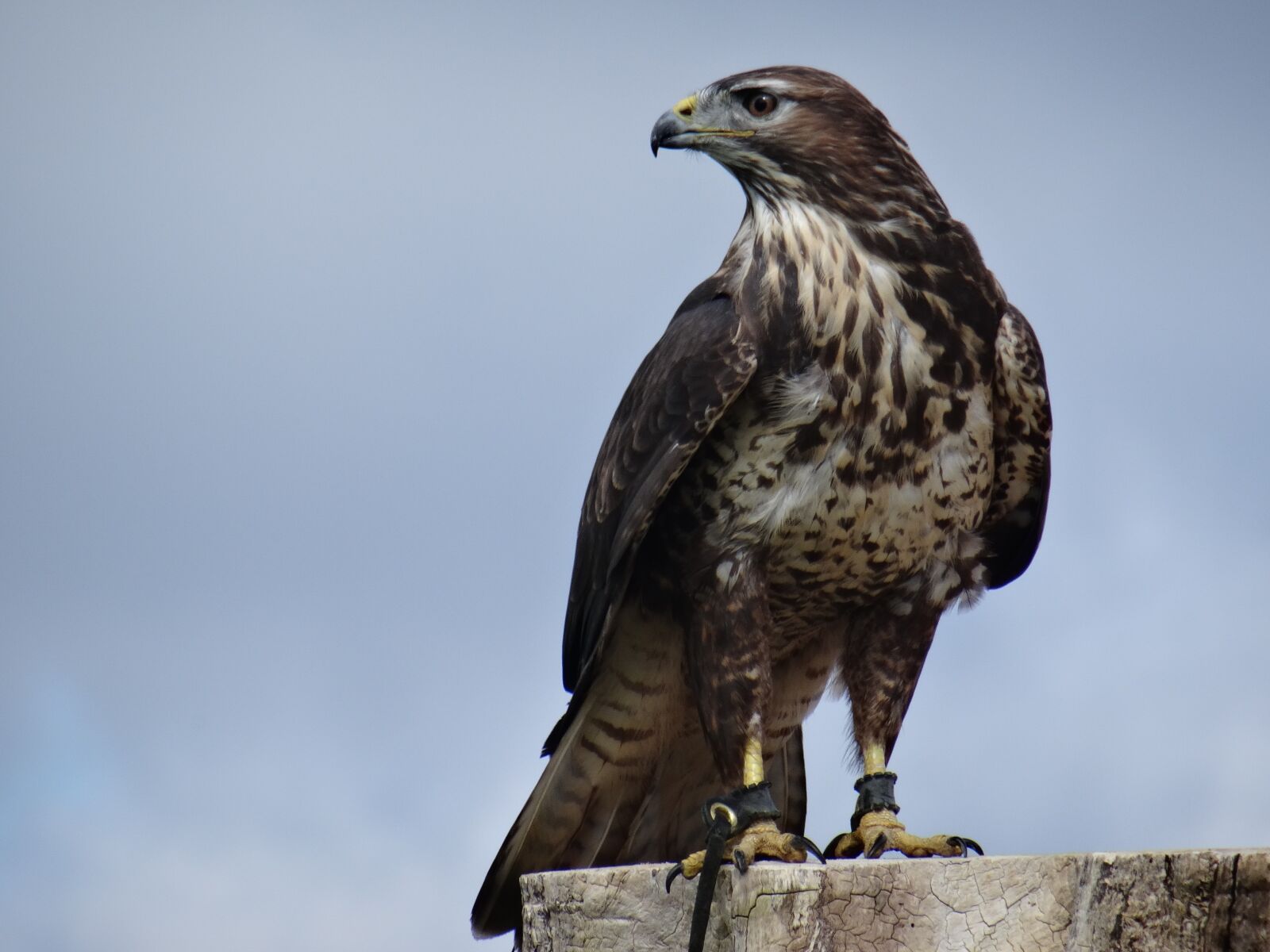 Sony DSC-HX50 sample photo. Eagle, bird of prey photography