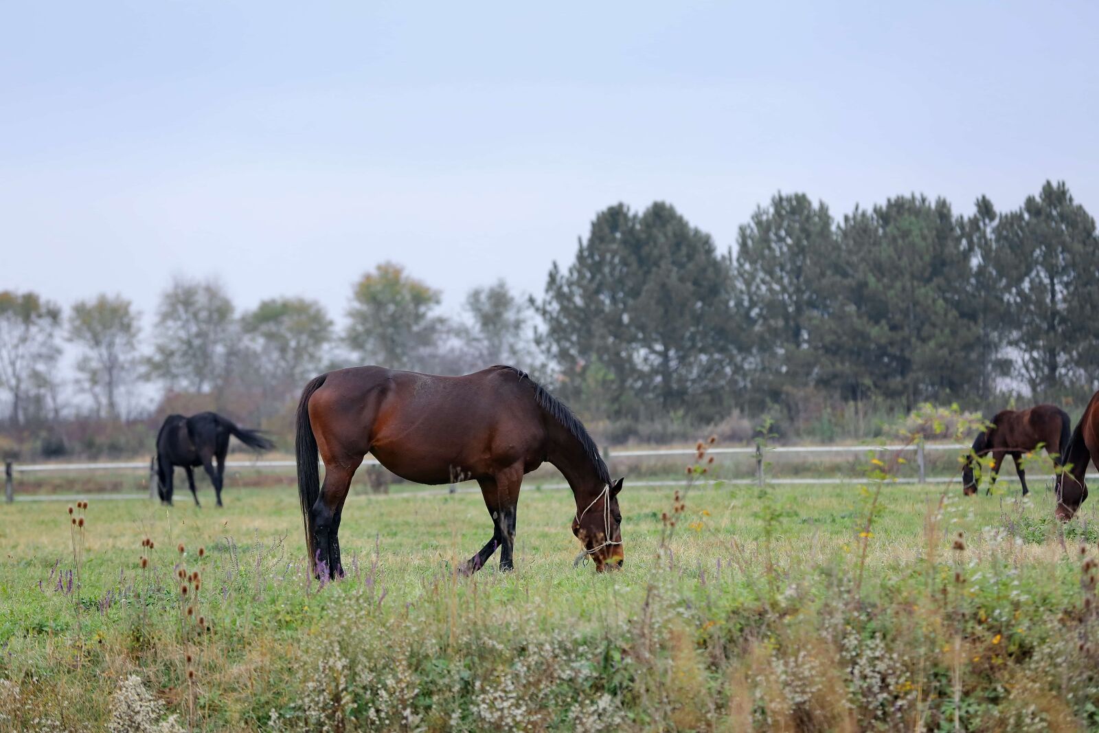 Canon EOS 5D Mark III sample photo. Grass, grazing, horses, livestock photography