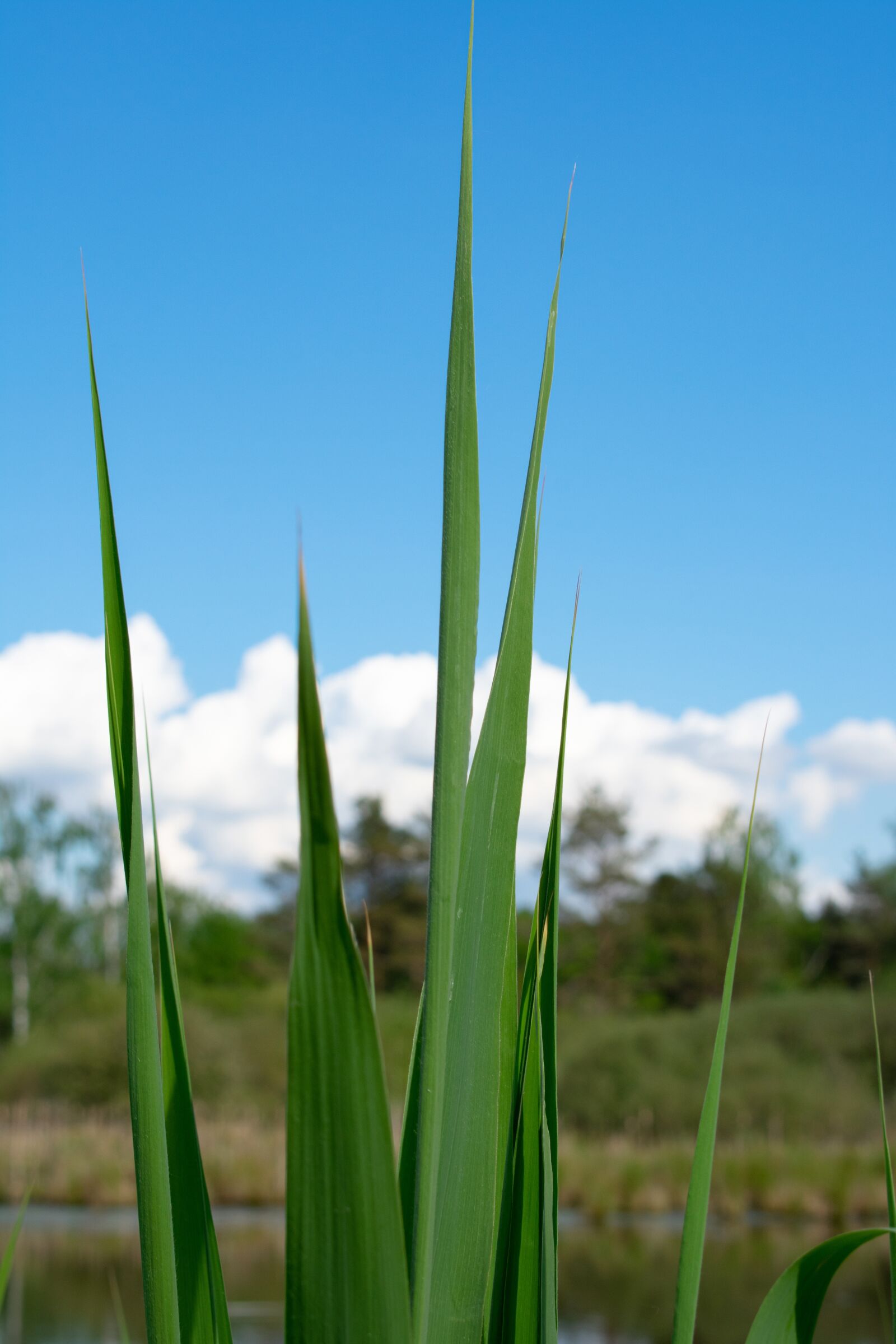 Nikon D3400 sample photo. Grass, long grass, green photography