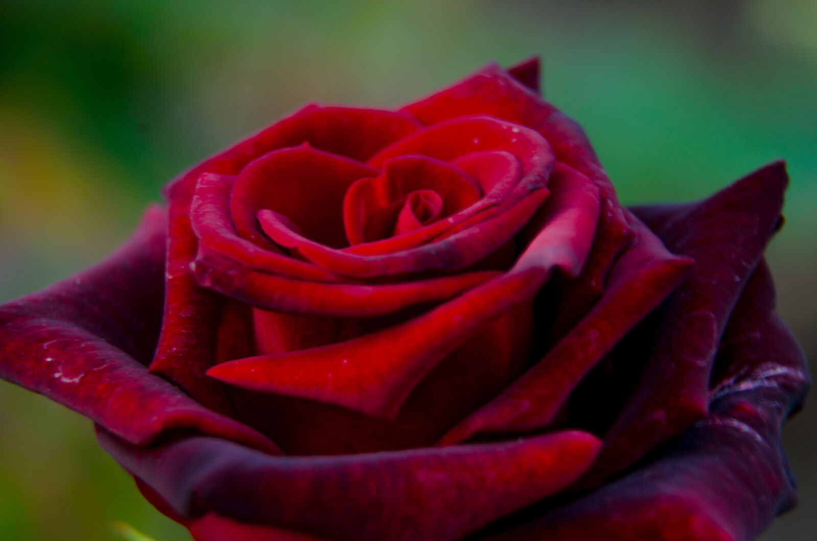 Nikon D5100 sample photo