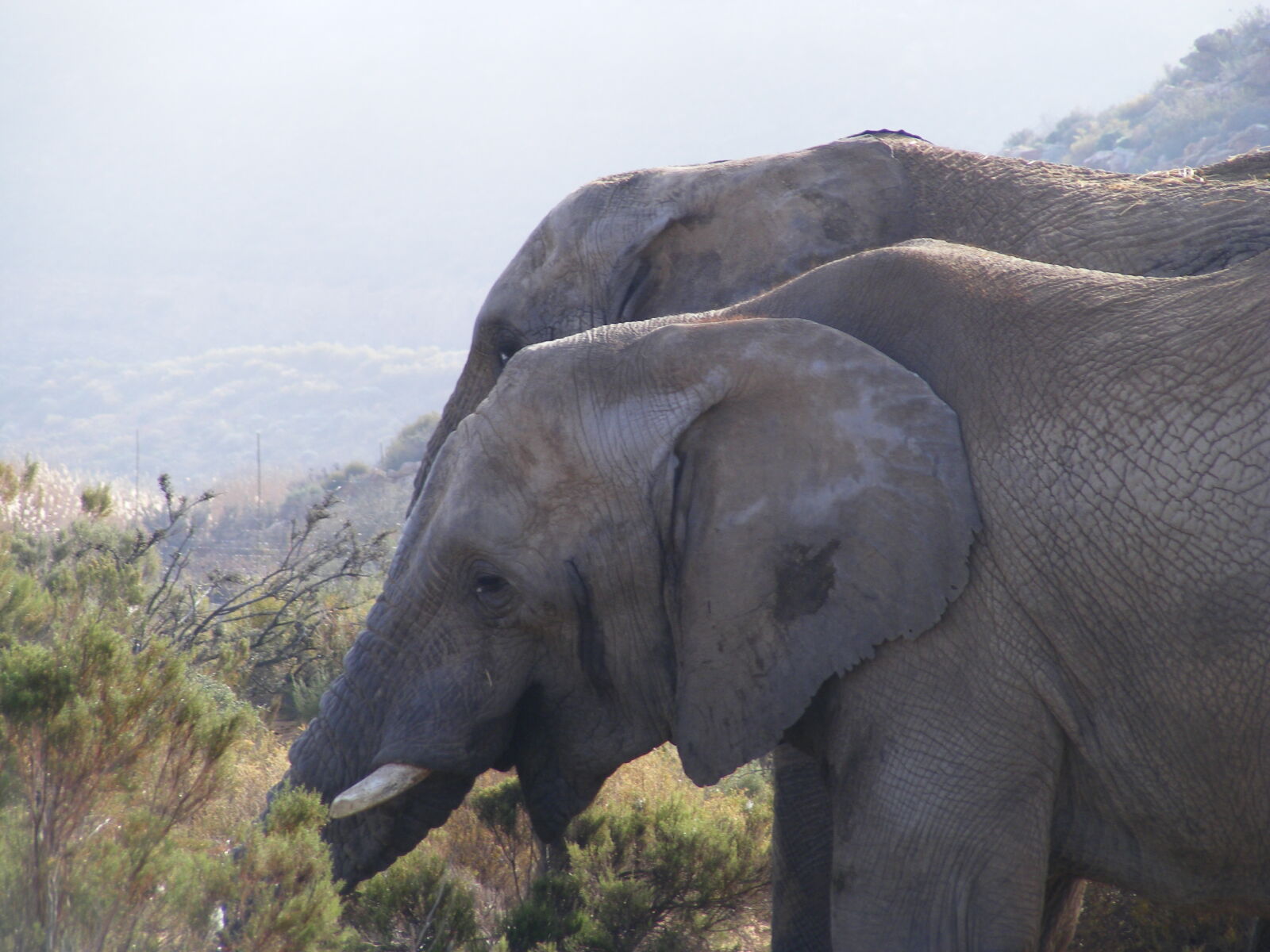 Fujifilm FinePix S5700 S700 sample photo. Africa, elephant, wildlife photography