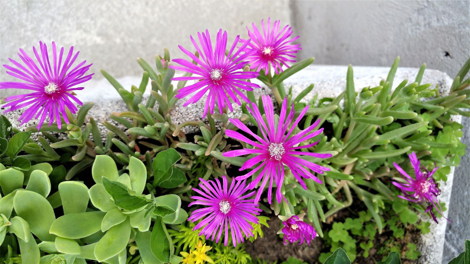LG G5 sample photo. Flower, nature, plant photography