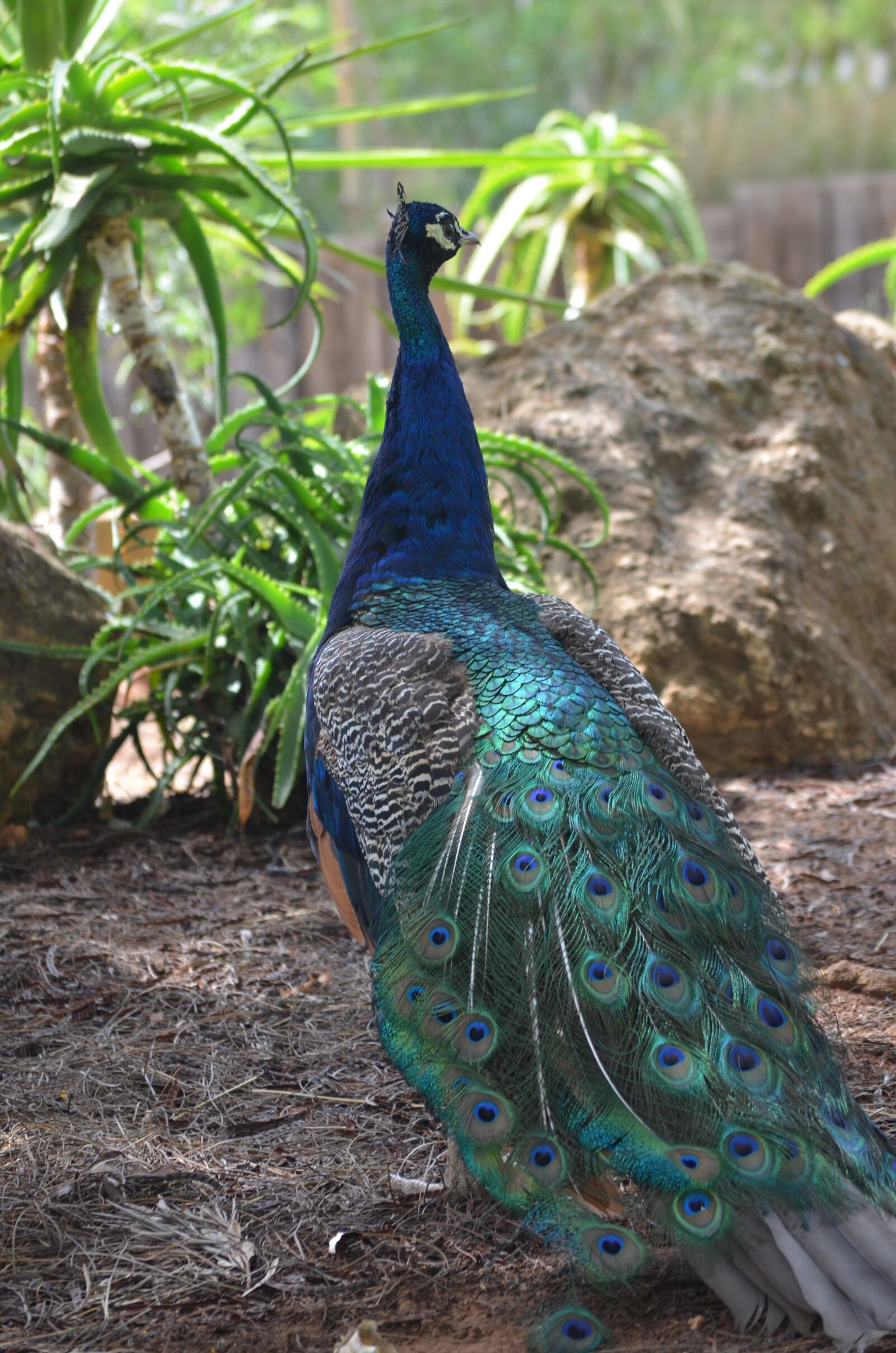 Nikon D7000 sample photo