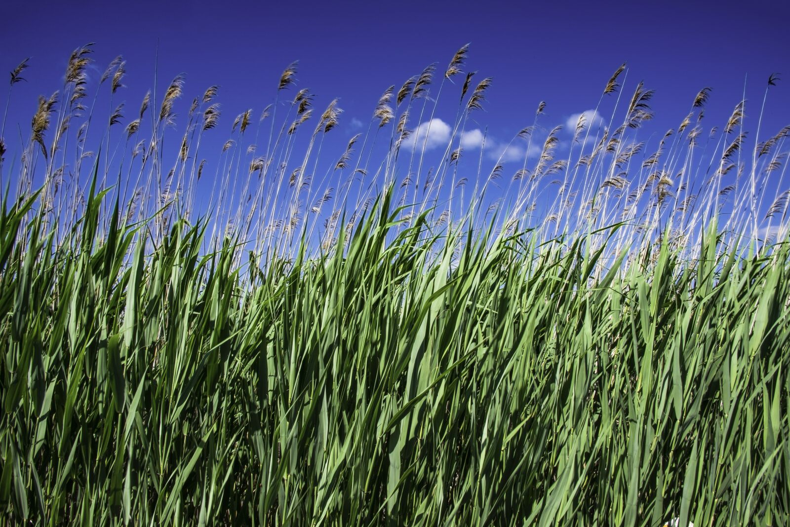 Nikon D800 sample photo. Grass, meadow, plants photography