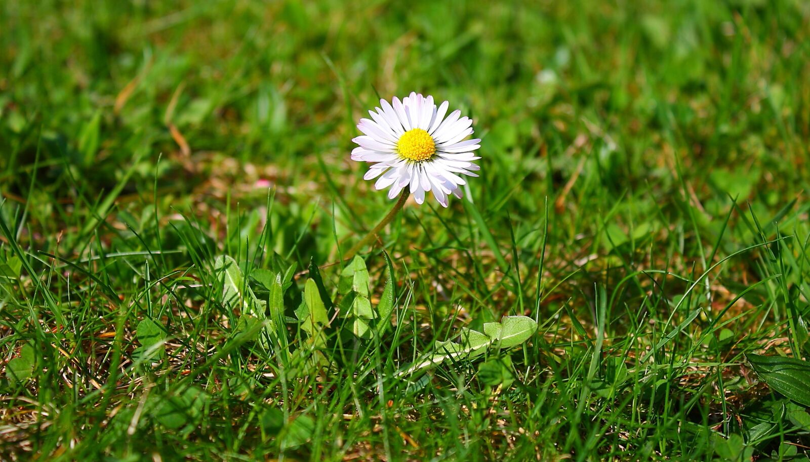 Canon EOS 1000D (EOS Digital Rebel XS / EOS Kiss F) sample photo. Flower, daisy, nature photography