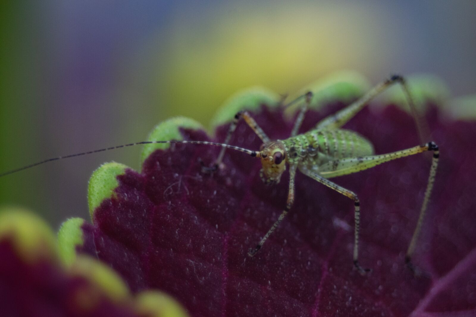 Nikon D3300 sample photo. Insect, nature, garden photography