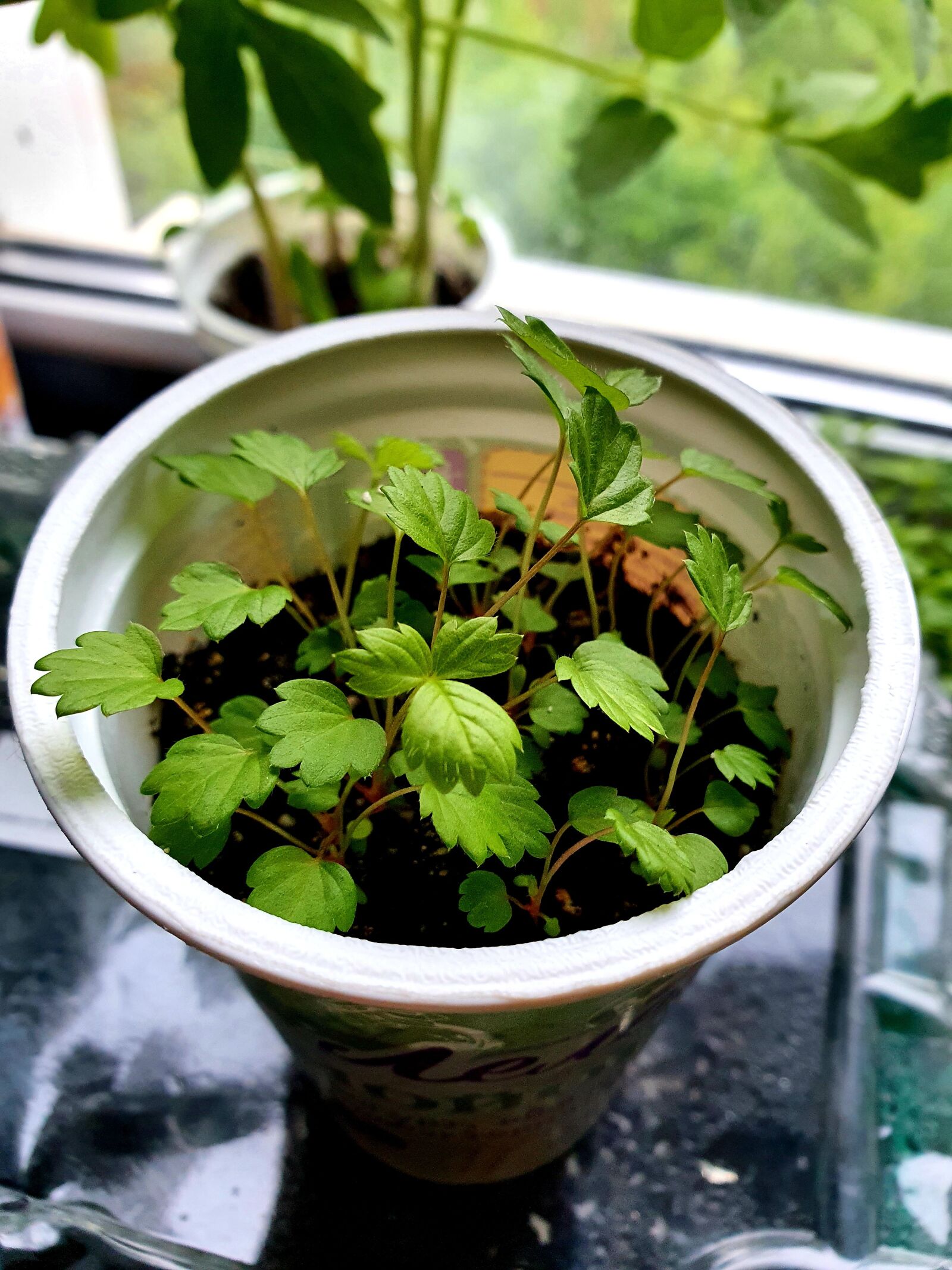 Samsung Galaxy S10 sample photo. Wild strawberry, plants, organics photography