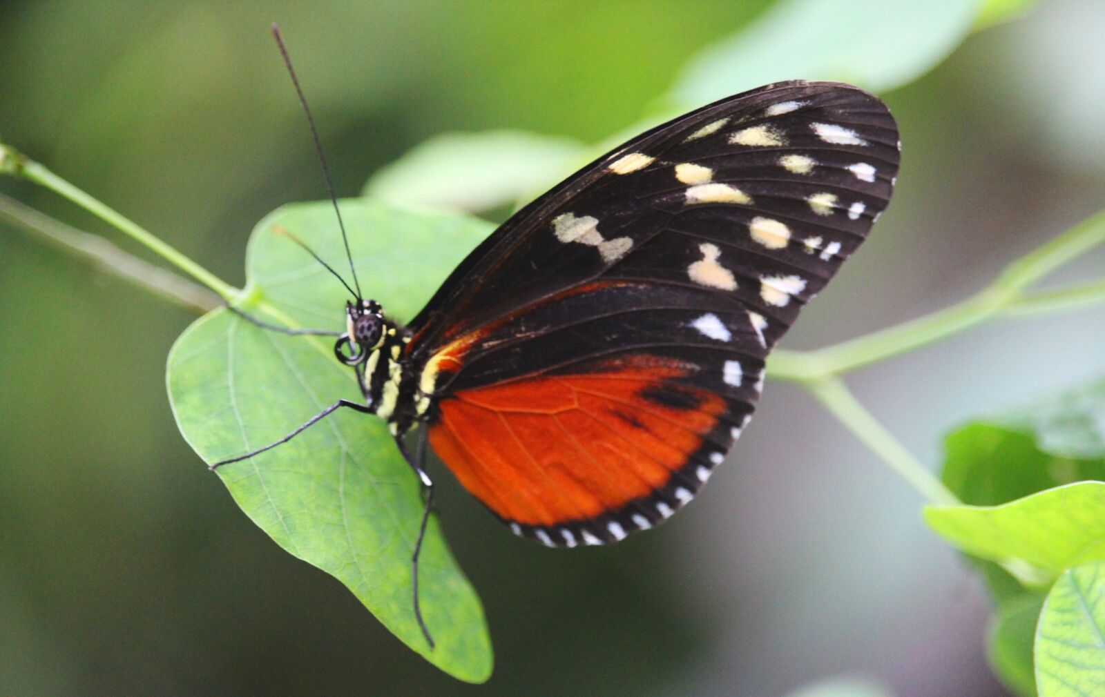Canon EOS 1200D (EOS Rebel T5 / EOS Kiss X70 / EOS Hi) sample photo. Butterfly, insects, animals photography