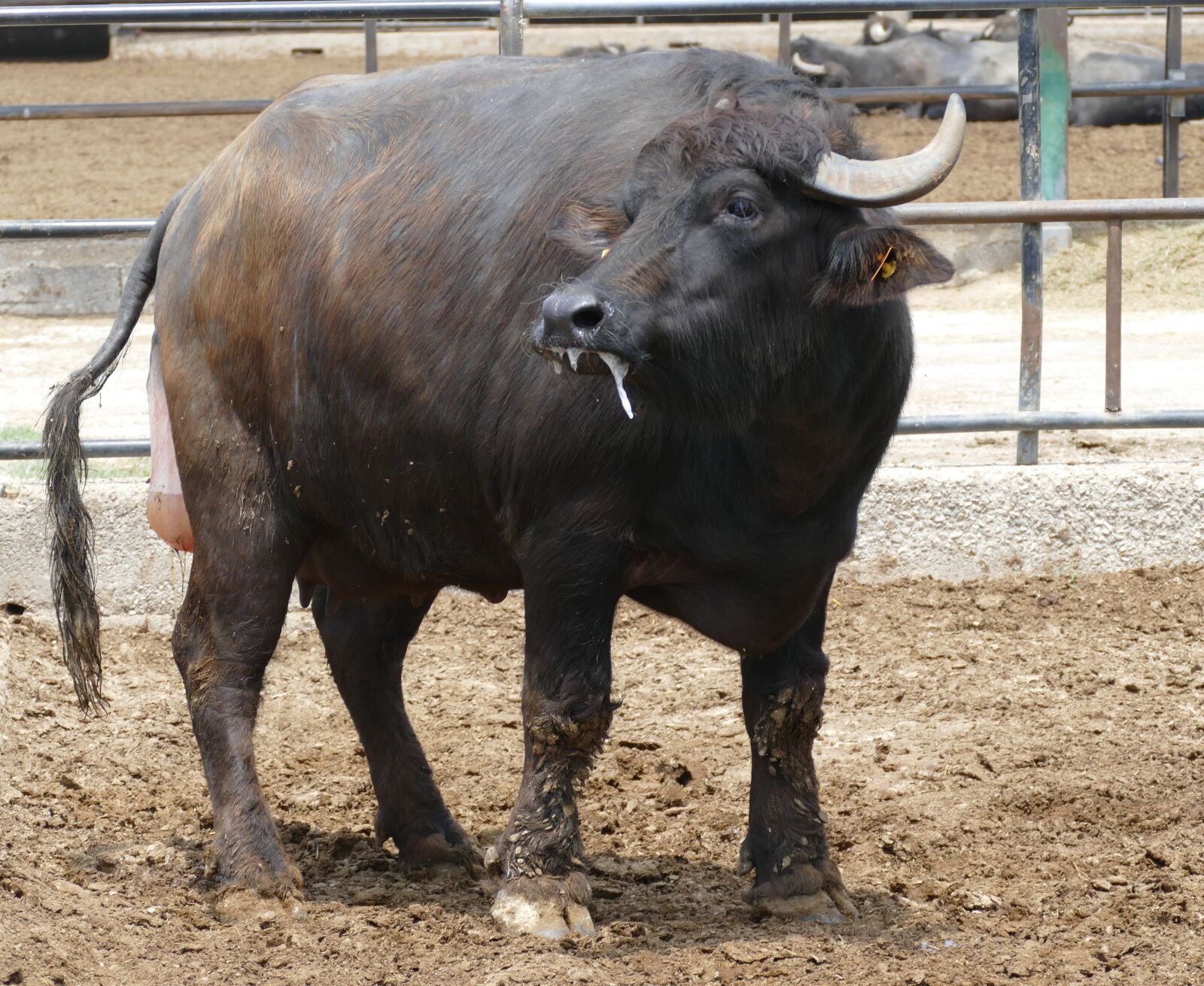 Panasonic Lumix DMC-FZ1000 sample photo. Cow, buffalo, water buffalo photography