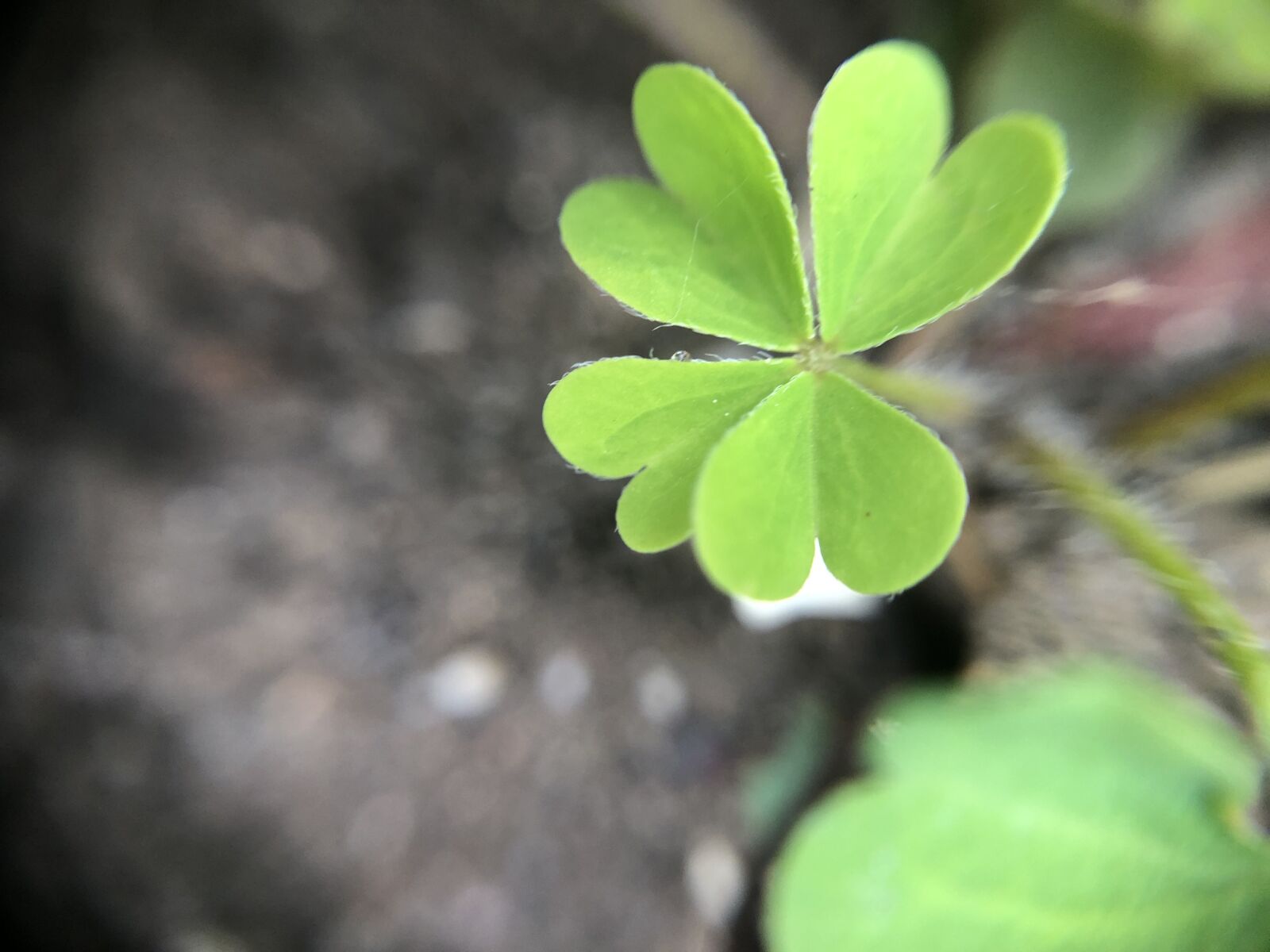 iPhone 8 back camera 3.99mm f/1.8 sample photo. Green, plant, nature photography