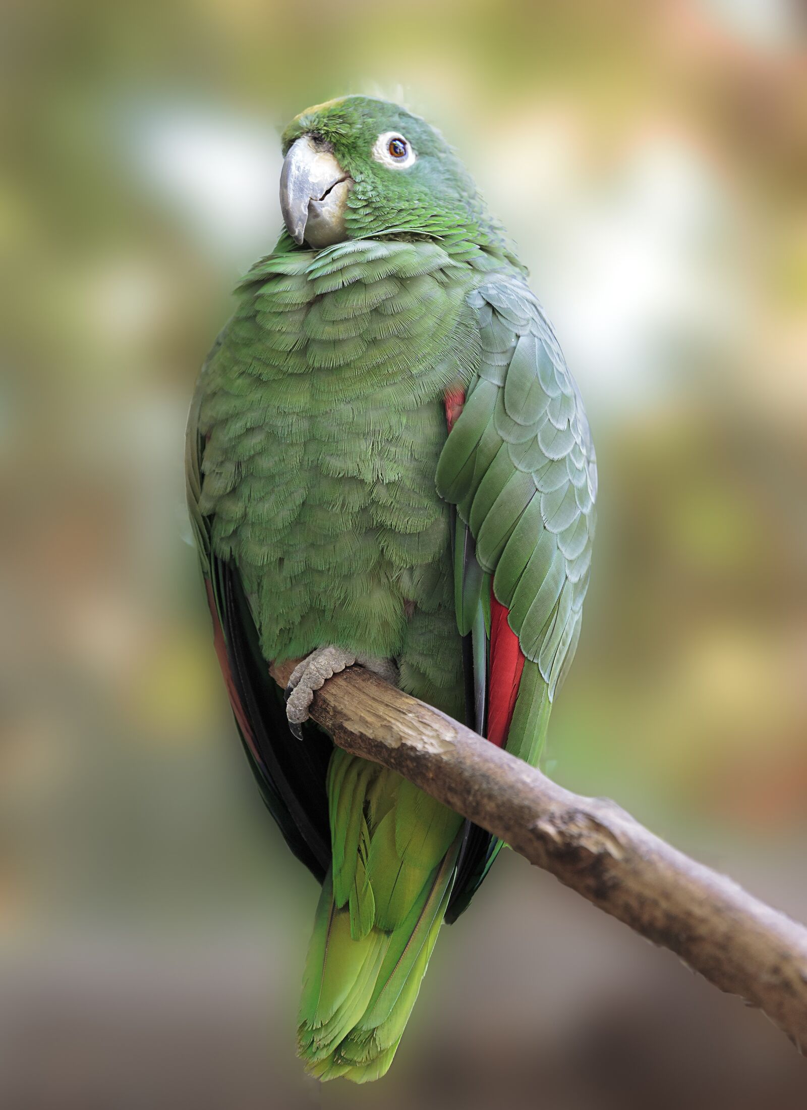 Canon EOS 5D Mark III sample photo. Nature, birds, parrot photography