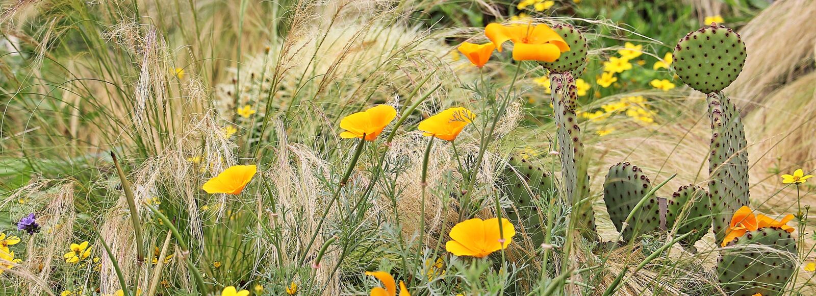 Canon EOS 550D (EOS Rebel T2i / EOS Kiss X4) sample photo. Eschscholzia californica, gold poppy photography