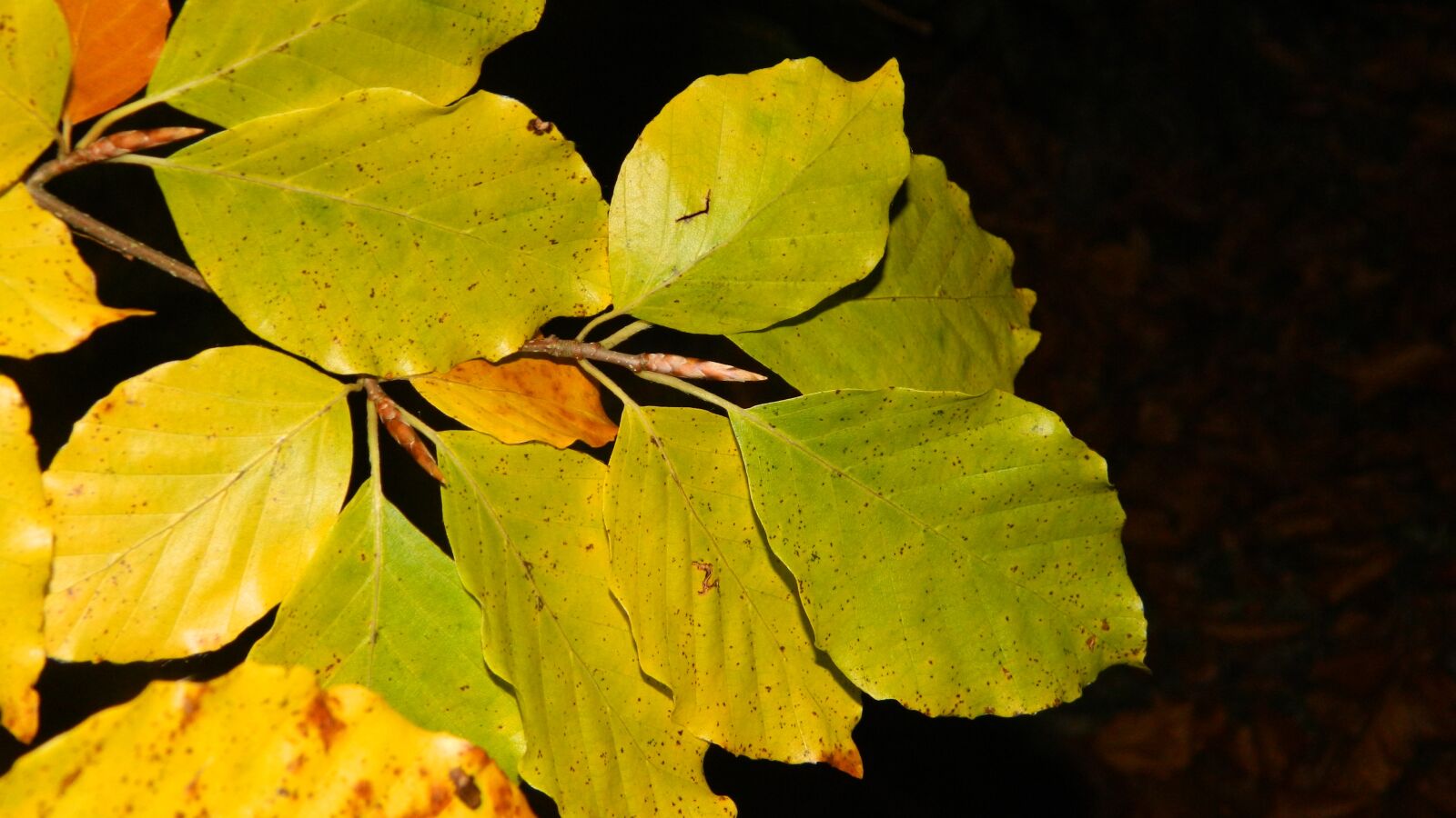 Nikon Coolpix L120 sample photo. Autumn, beech leaves, dark photography