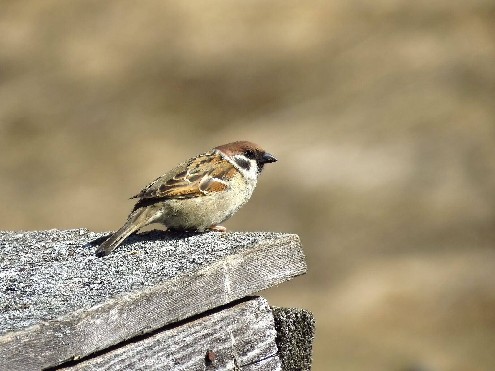 Canon PowerShot SX60 HS sample photo. Sparrow, bird, plumage photography