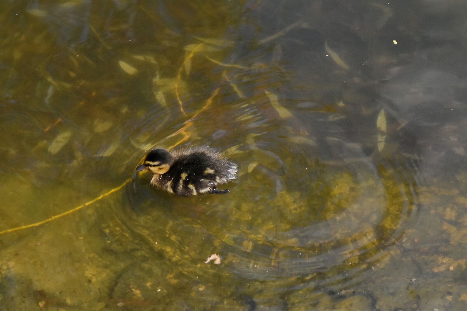 Nikon D5500 sample photo. Aquatic bird, duckling, water photography