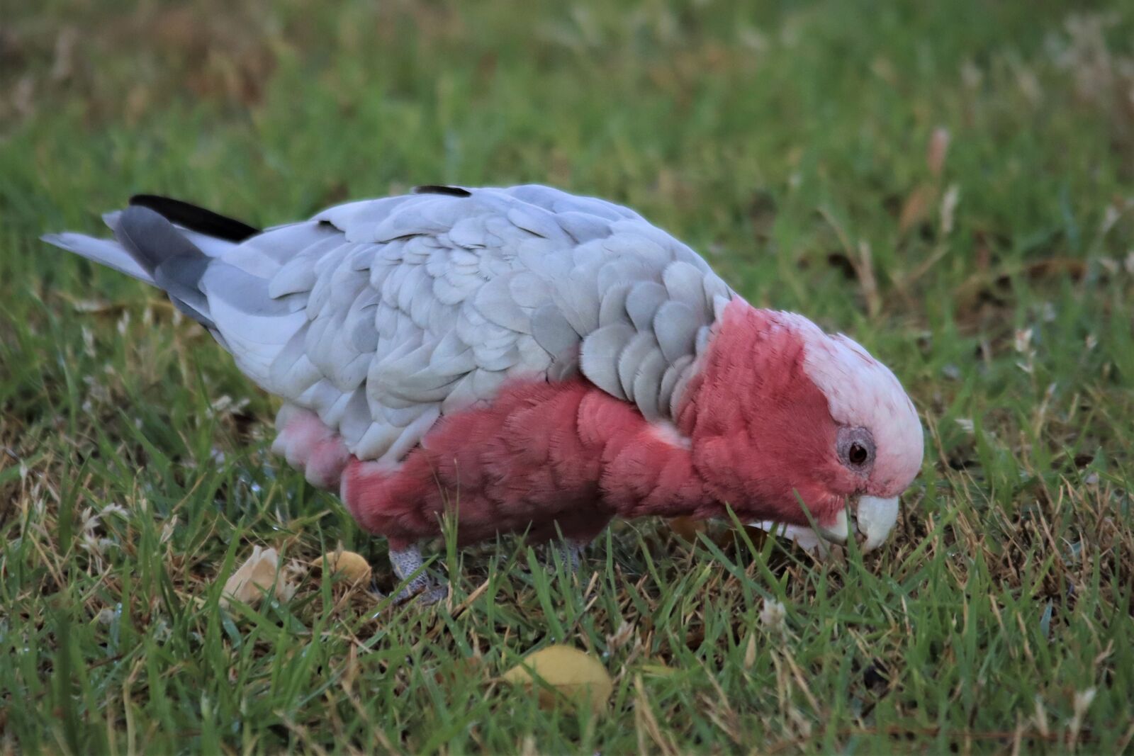 Canon EOS 90D sample photo. Galah, pink and grey photography