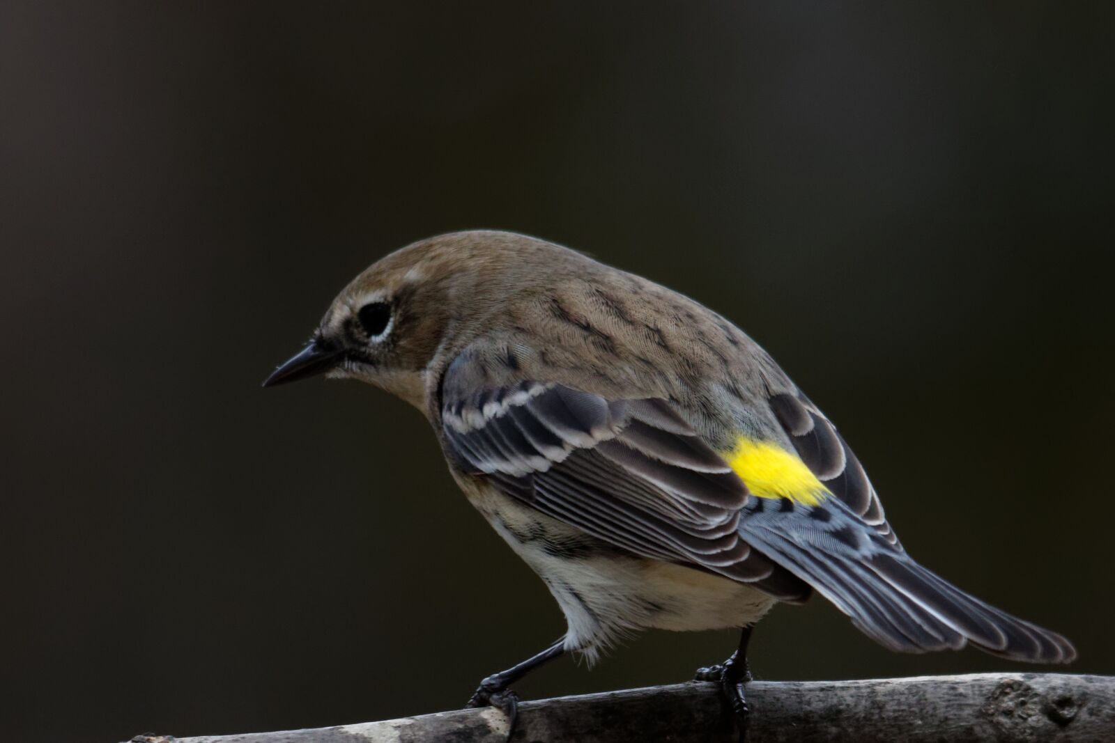 Canon EOS 70D sample photo. Yellow-rumped warbler, bird, birding photography