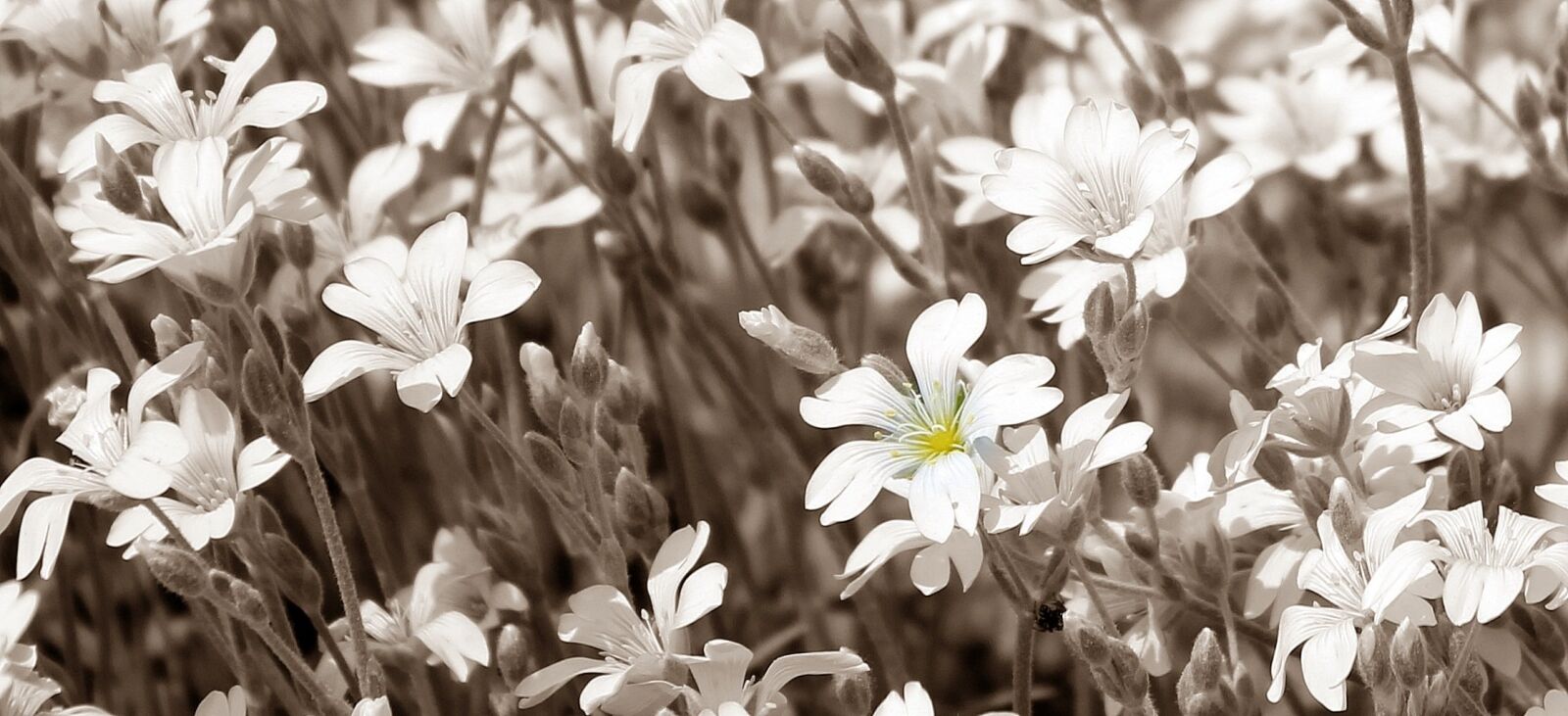 Canon EOS 550D (EOS Rebel T2i / EOS Kiss X4) sample photo. Star ming, daisies, flowers photography