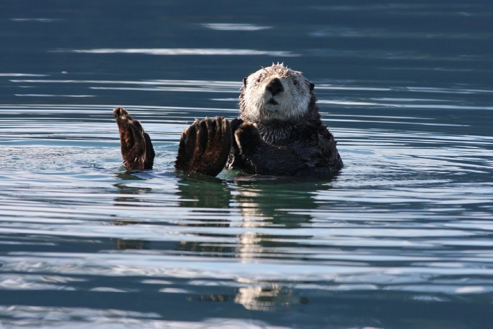 Canon EOS 40D sample photo. Sea otter, swimming, floating photography