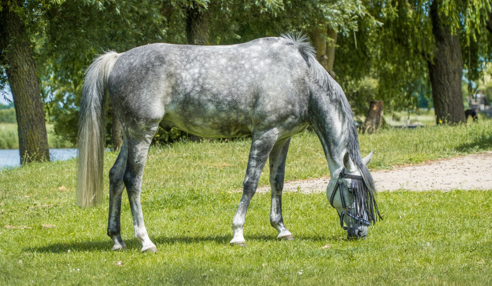 Sony a6000 + Sony E PZ 18-105mm F4 G OSS sample photo. Horse, graze, pasture photography