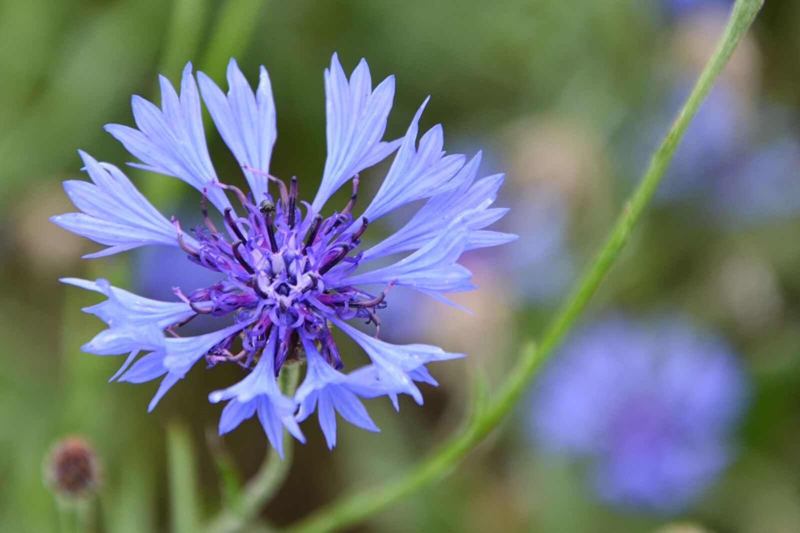 Nikon D5100 sample photo. Cornflower, blossom, bloom photography