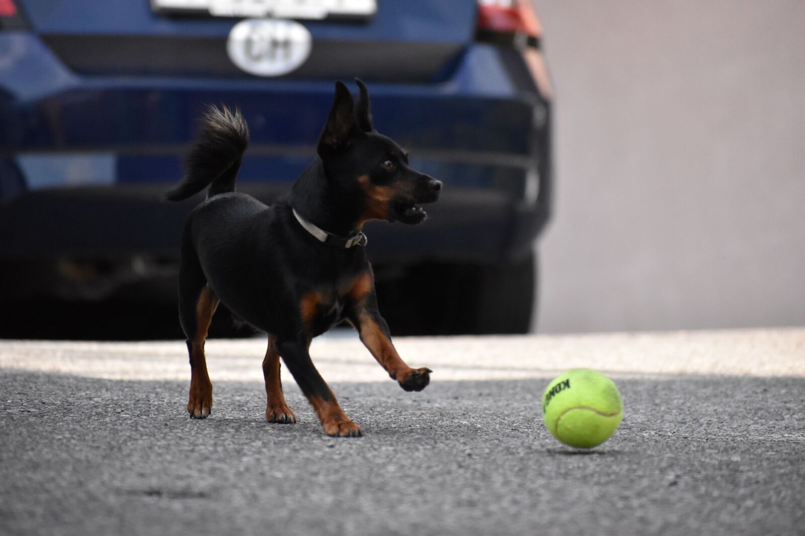 Nikon D5600 sample photo. Dog, playing, play photography