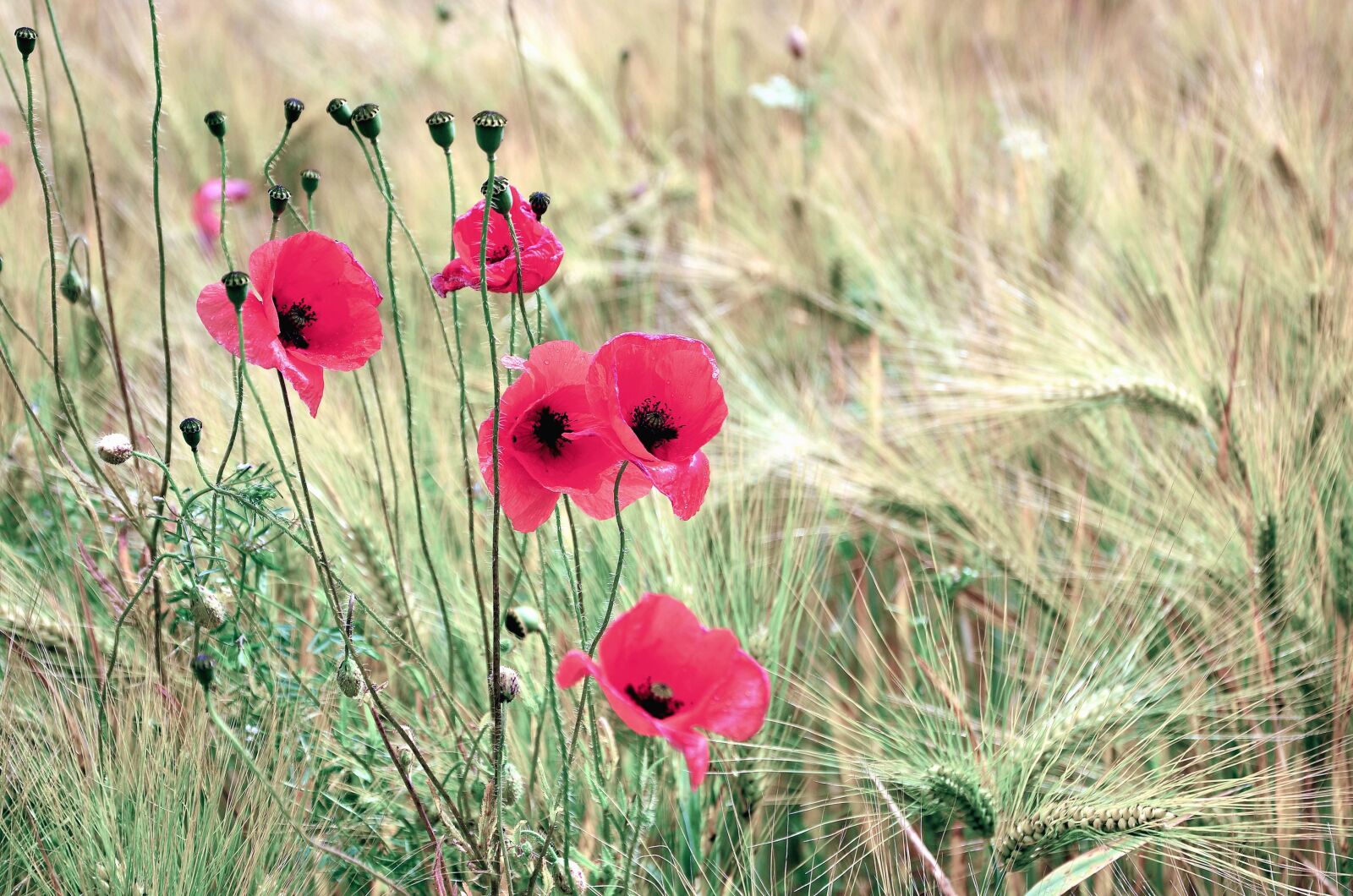 Nikon D5100 sample photo. Poppy, grass, plant, leaf photography