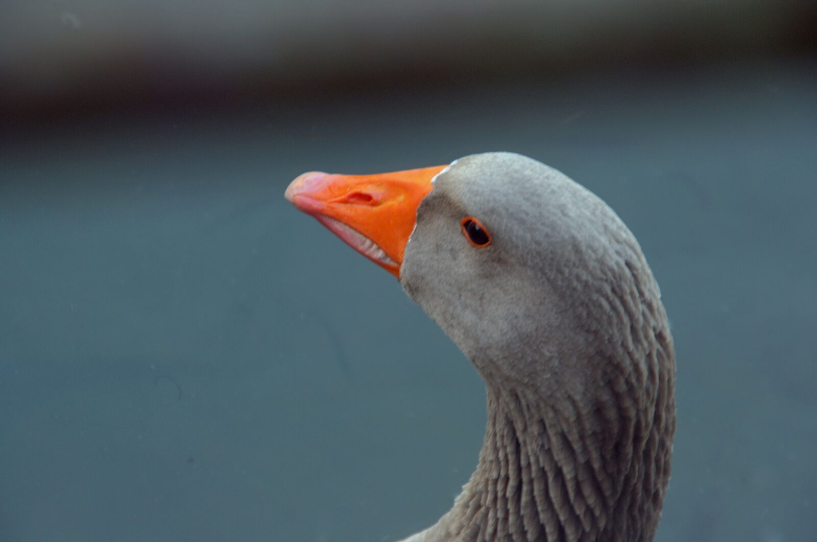 Nikon D90 sample photo. Duck, bird, animal photography