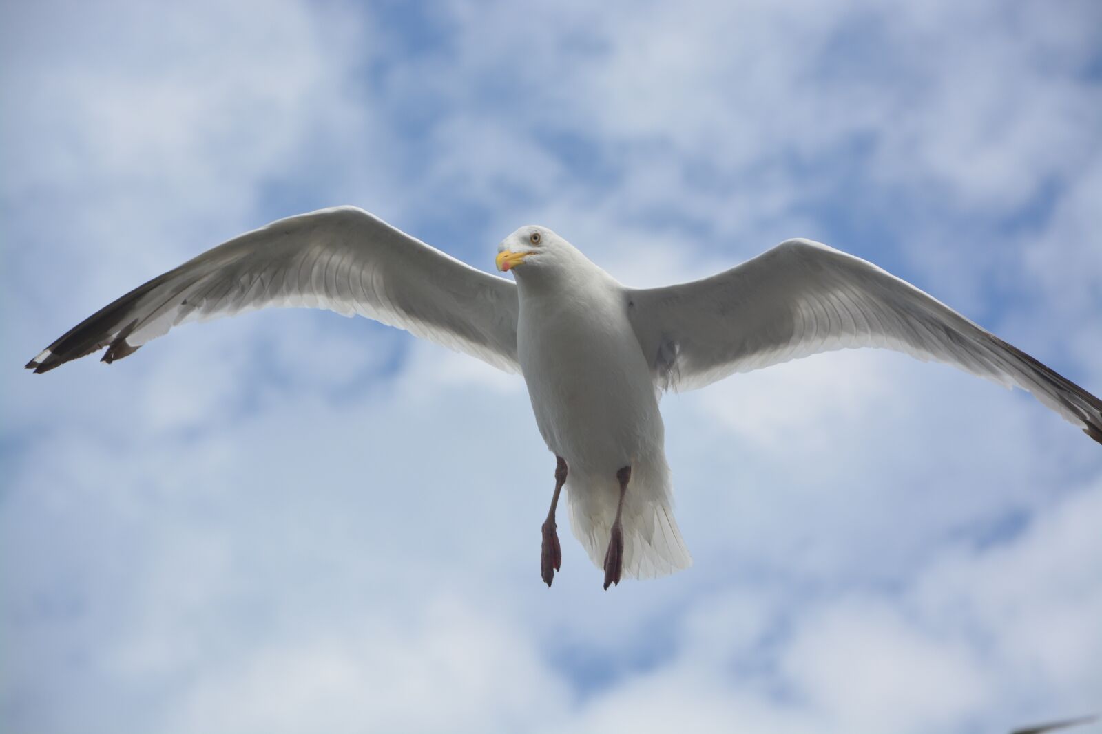 Nikon D5200 sample photo. Gull, stolen, wings photography