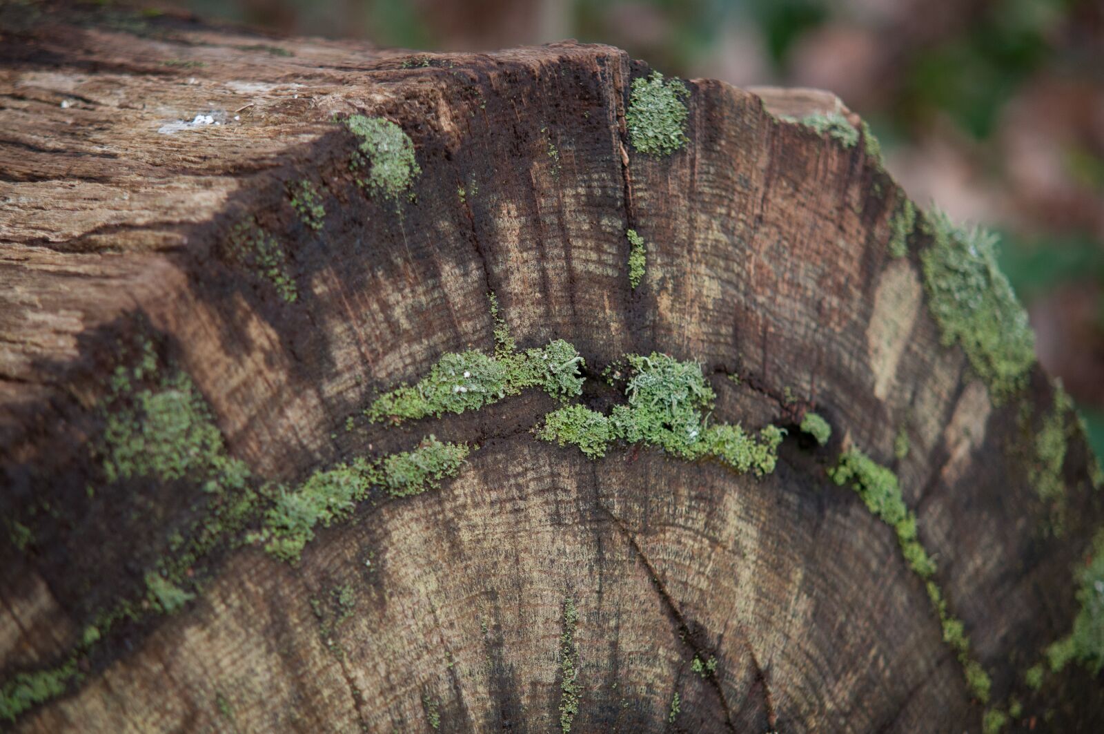 Nikon D300 sample photo. Tree, moss, green photography