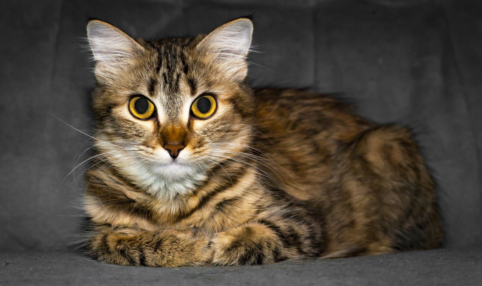Canon EOS 5D Mark II sample photo. Cat, pet, animal photography