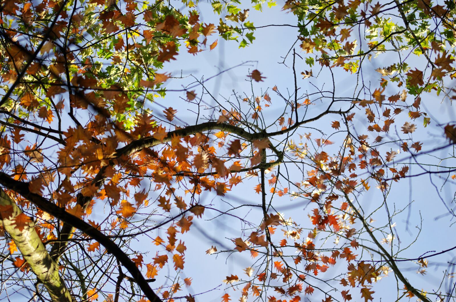 Nikon D5100 sample photo. Branches, twigs, trees photography