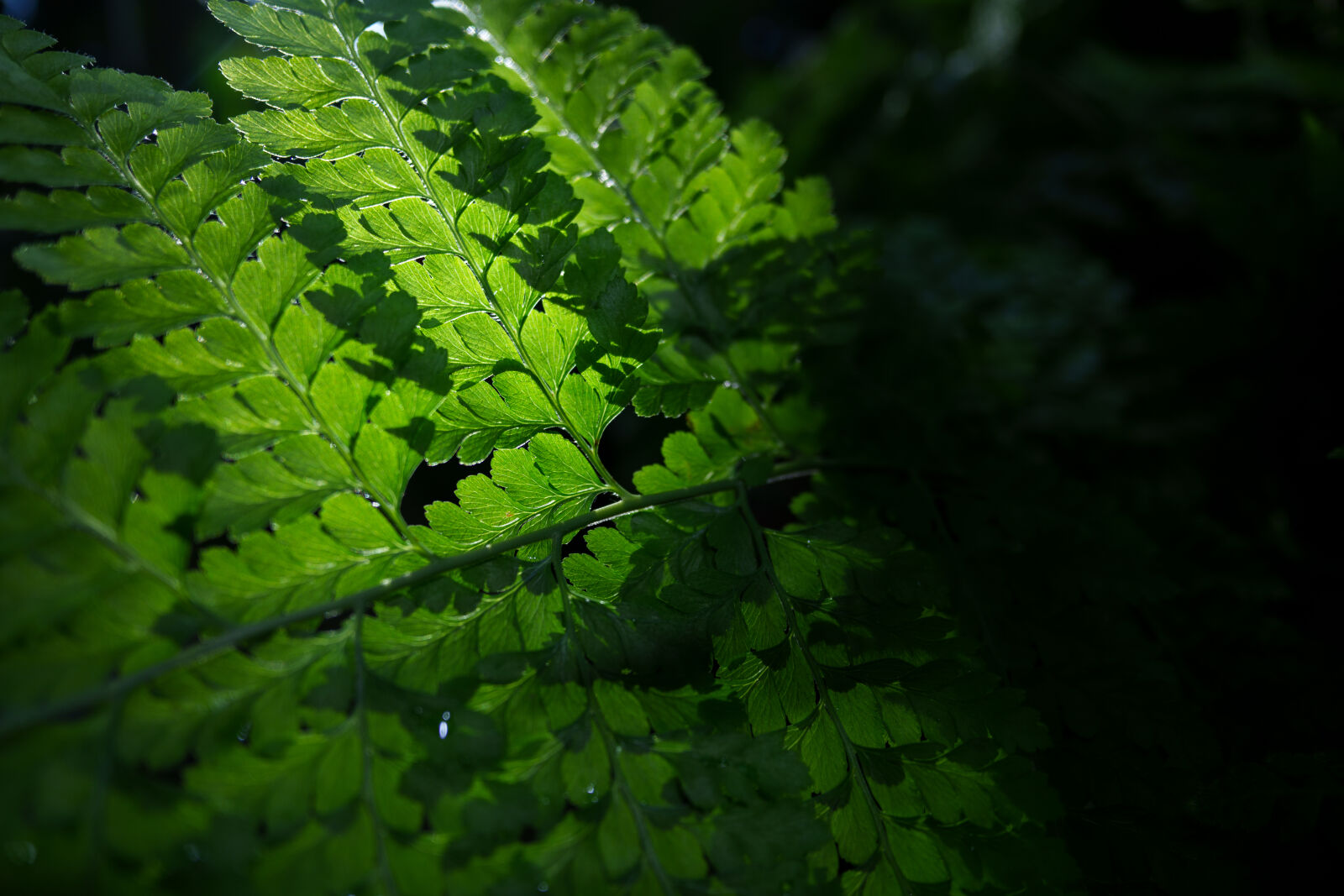 Samyang Remaster Slim 21mm F3.5 sample photo. Leaves light photography