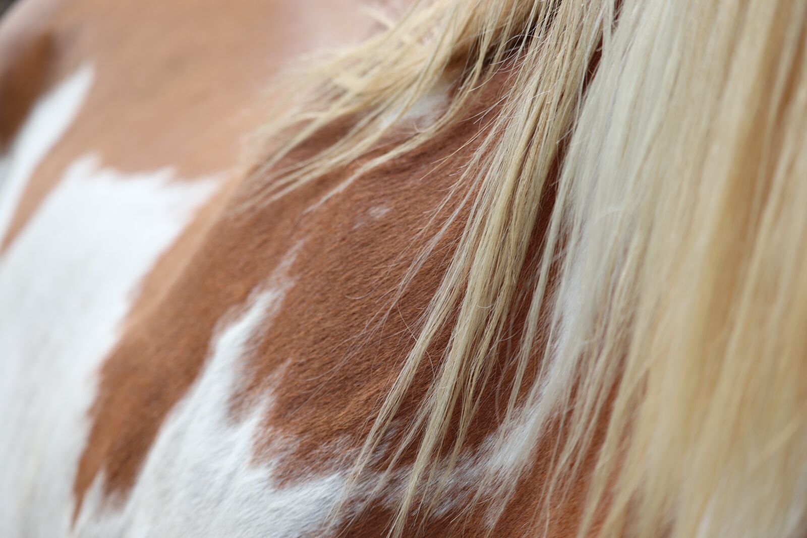 Canon EOS 800D (EOS Rebel T7i / EOS Kiss X9i) sample photo. Horse, coat, animal photography