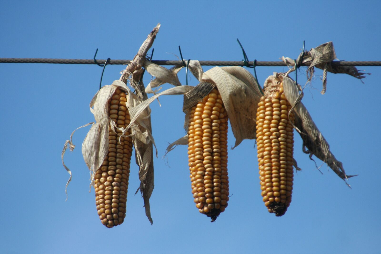 Canon EOS 350D (EOS Digital Rebel XT / EOS Kiss Digital N) sample photo. Corn, spikes, agriculture photography