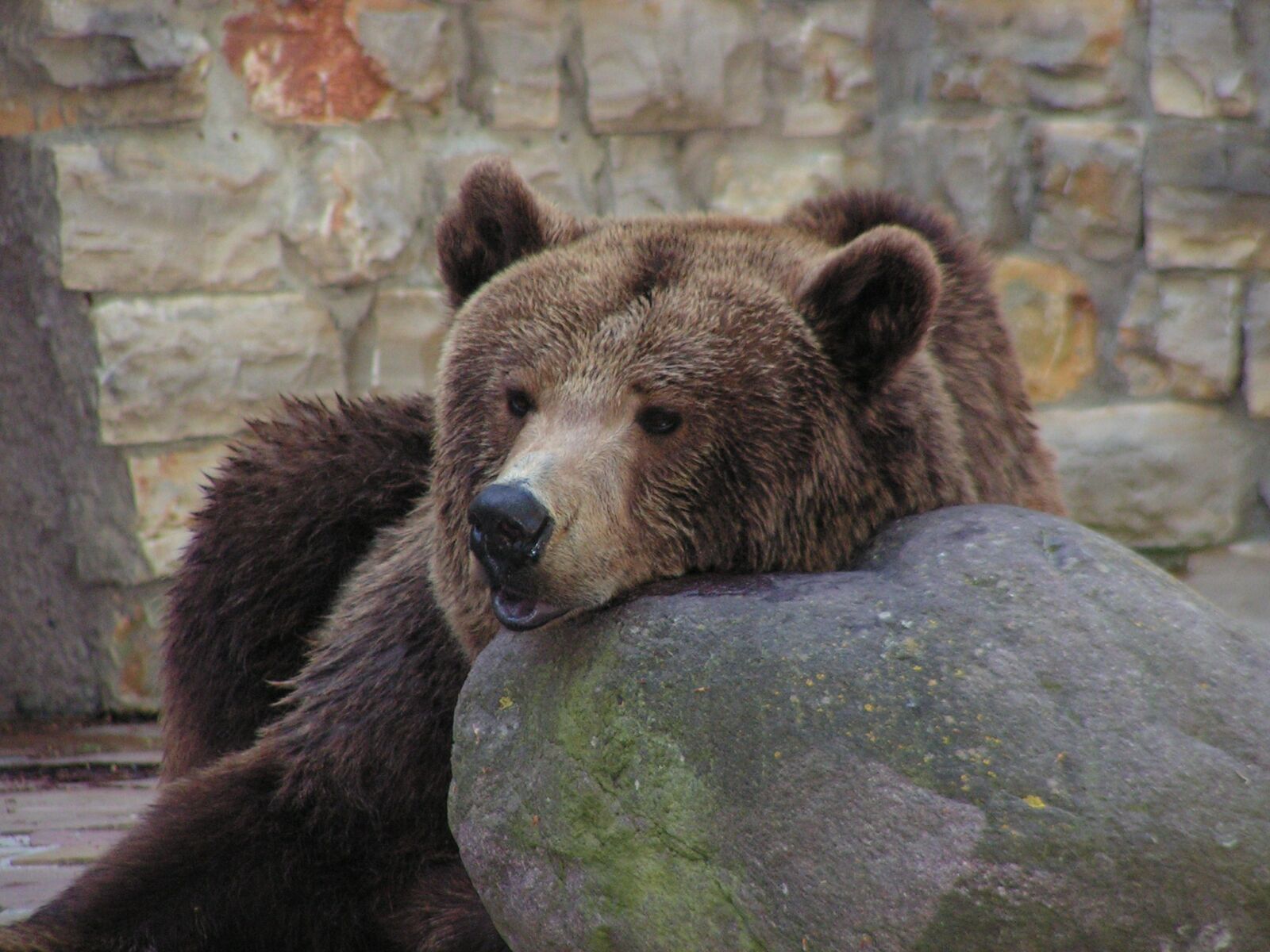 KONICA MINOLTA DiMAGE Z10 sample photo. Bear, zoo, brown bear photography